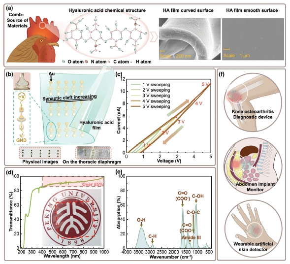 Ultralow Power, Cleft Size-Adjustable and pH-Sensitive Hyaluronic Acid (HA) Biodevices for Acid-Sensing Ion Channels Emulation