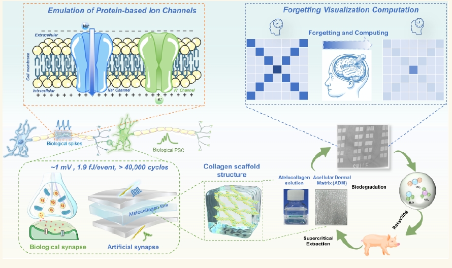 Biocompatible Acellular Dermal Matrix-Based Neuromorphic Device with Ultralow Voltage, lon Channel Emulation, and Synaptic Forge