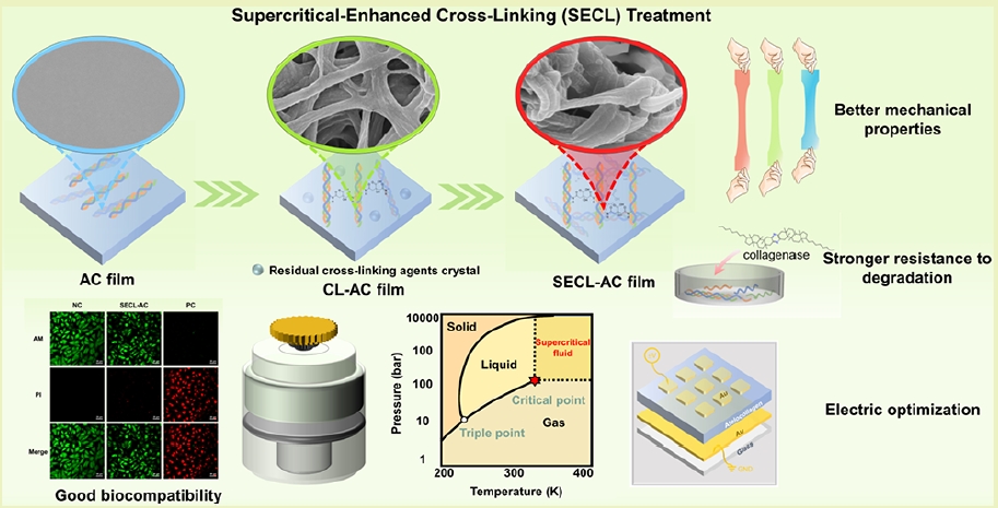 Reinforcing Mechanical and Electrical Properties of Atelocollagen with Sustainable Supercritical-Enhanced Cross-Linking for Bioelectronics
