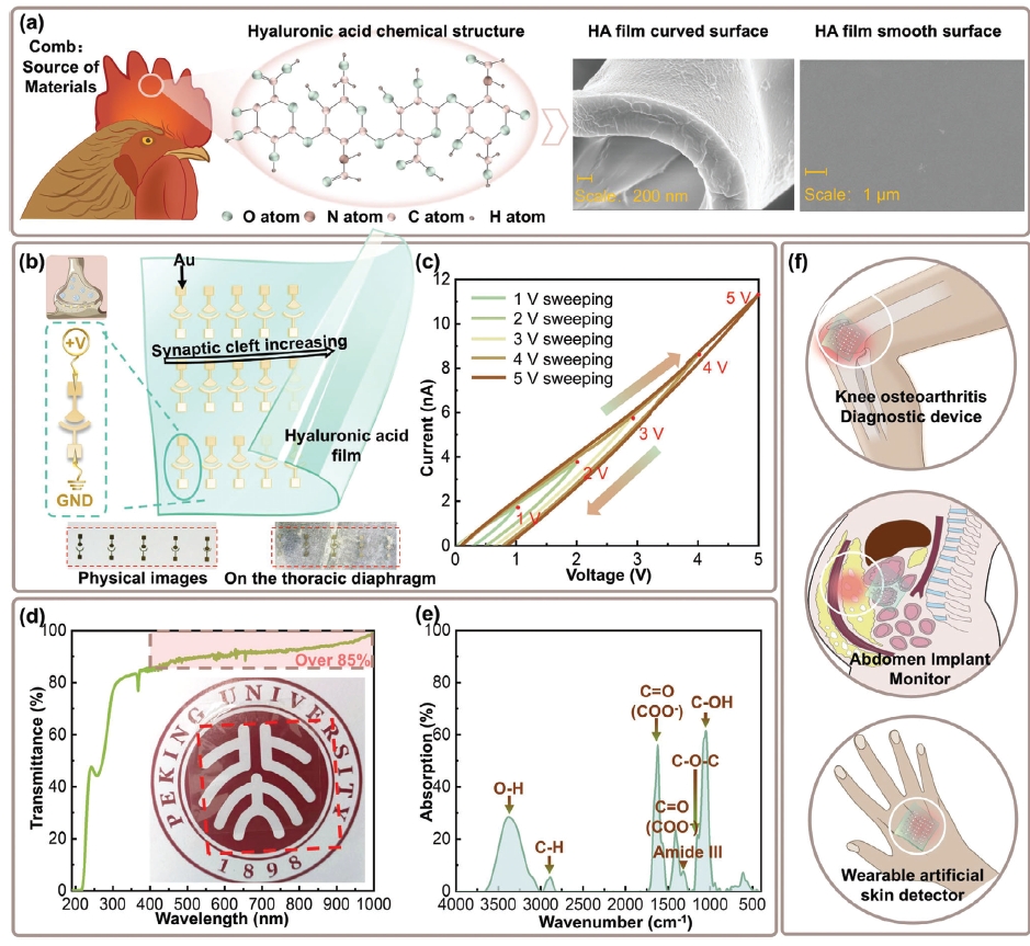 Ultralow Power, Cleft Size-Adjustable and pH-Sensitive Hyaluronic Acid (HA) Biodevices for Acid-Sensing Ion Channels Emulation