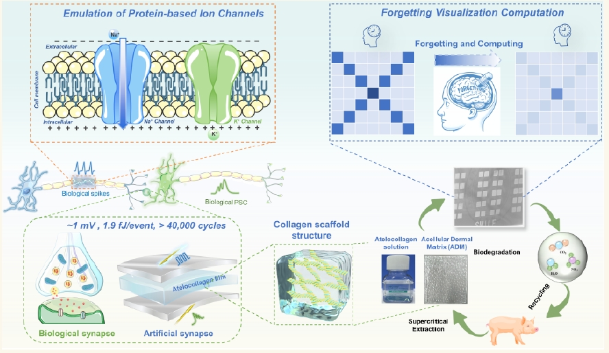 Biocompatible Acellular Dermal Matrix-Based Neuromorphic Device with Ultralow Voltage, lon Channel Emulation, and Synaptic Forge