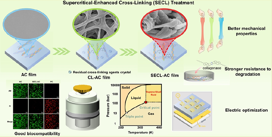 Reinforcing Mechanical and Electrical Properties of Atelocollagen with Sustainable Supercritical-Enhanced Cross-Linking for Bioelectronics